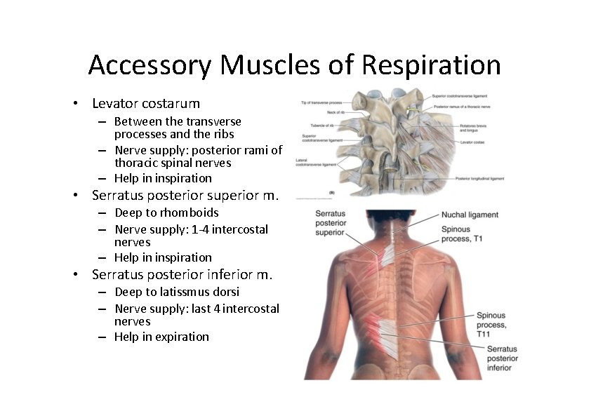 Accessory Muscles of Respiration • Levator costarum – Between the transverse processes and the