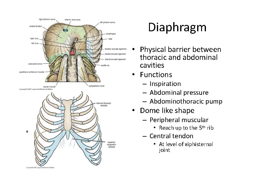 Diaphragm • Physical barrier between thoracic and abdominal cavities • Functions – Inspiration –