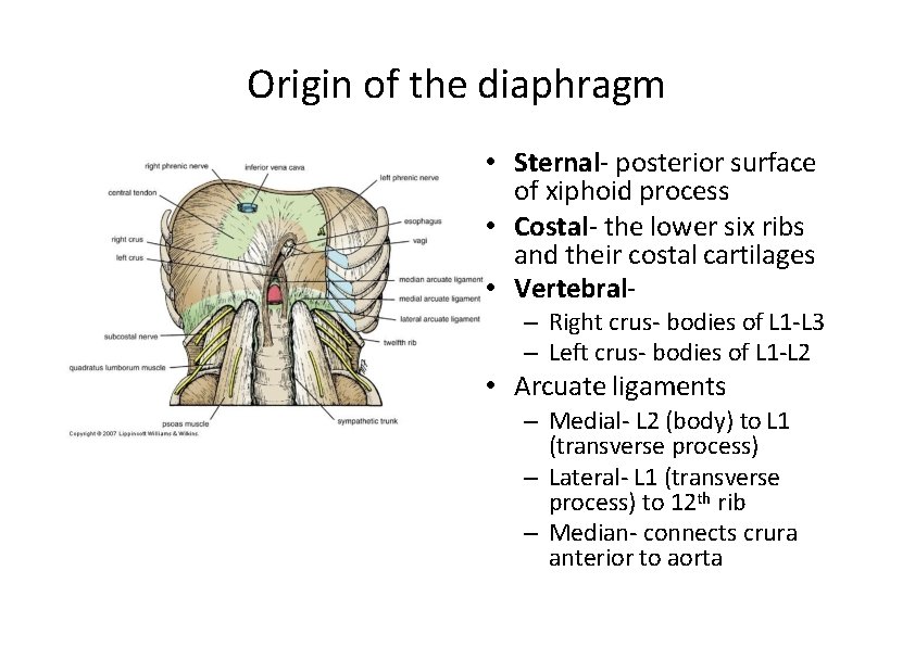 Origin of the diaphragm • Sternal‐ posterior surface of xiphoid process • Costal‐ the