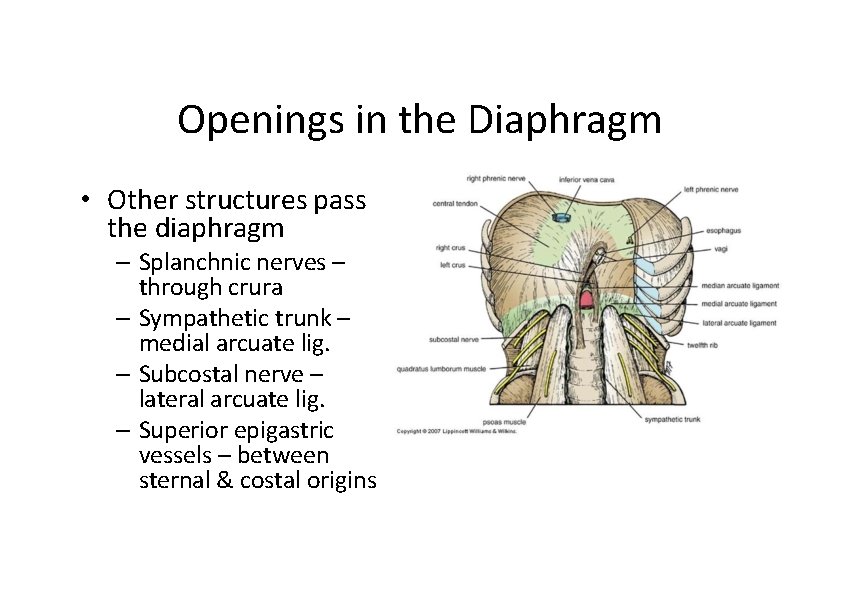 Openings in the Diaphragm • Other structures pass the diaphragm – Splanchnic nerves –