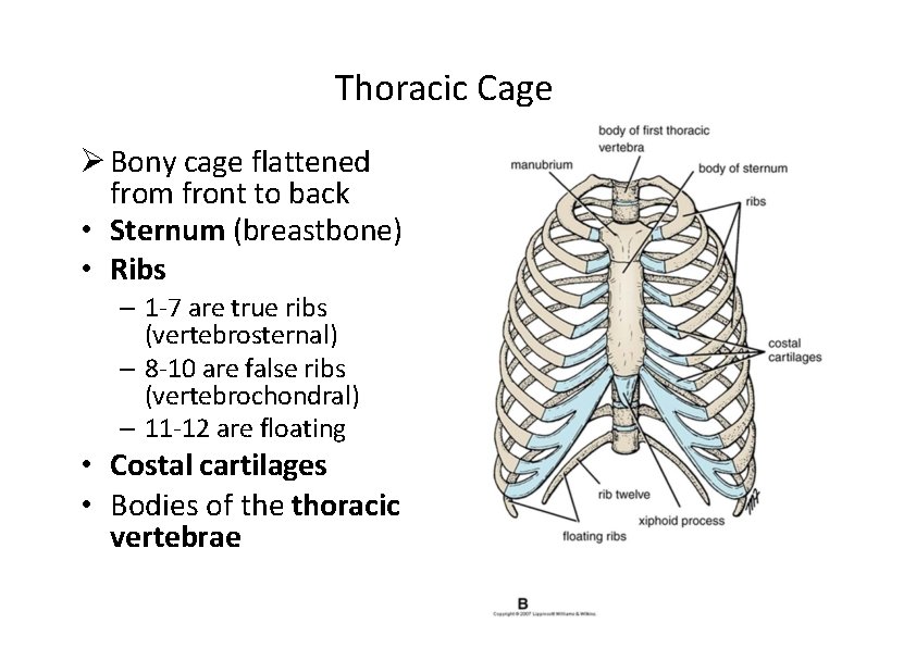 Thoracic Cage Bony cage flattened from front to back • Sternum (breastbone) • Ribs
