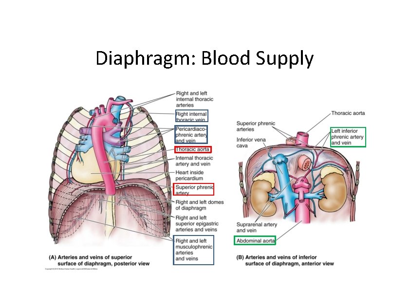 Diaphragm: Blood Supply 