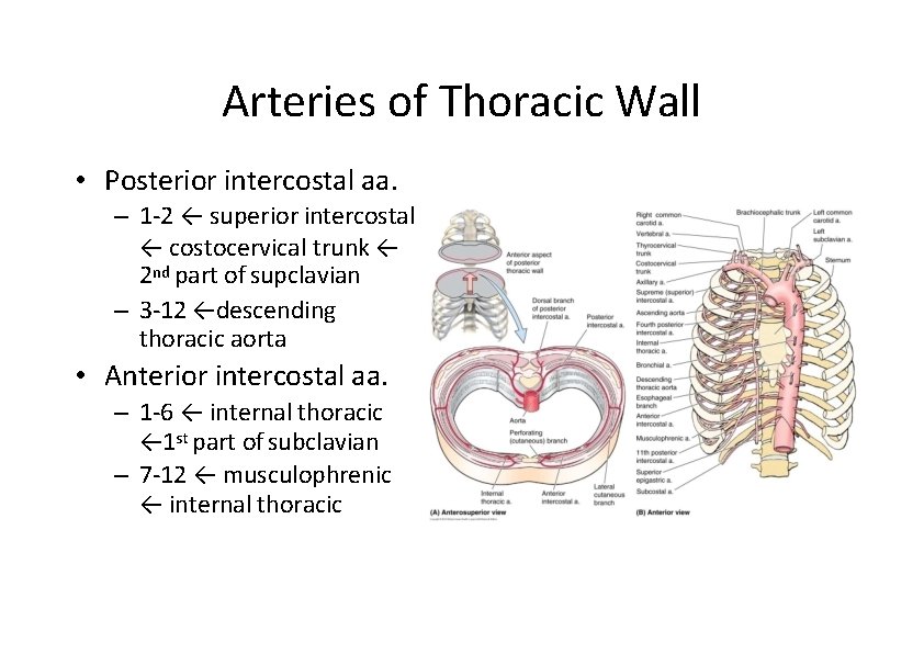 Arteries of Thoracic Wall • Posterior intercostal aa. – 1‐ 2 ← superior intercostal