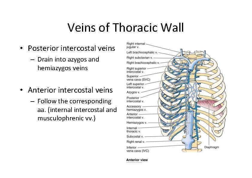 Veins of Thoracic Wall • Posterior intercostal veins – Drain into azygos and hemiazygos