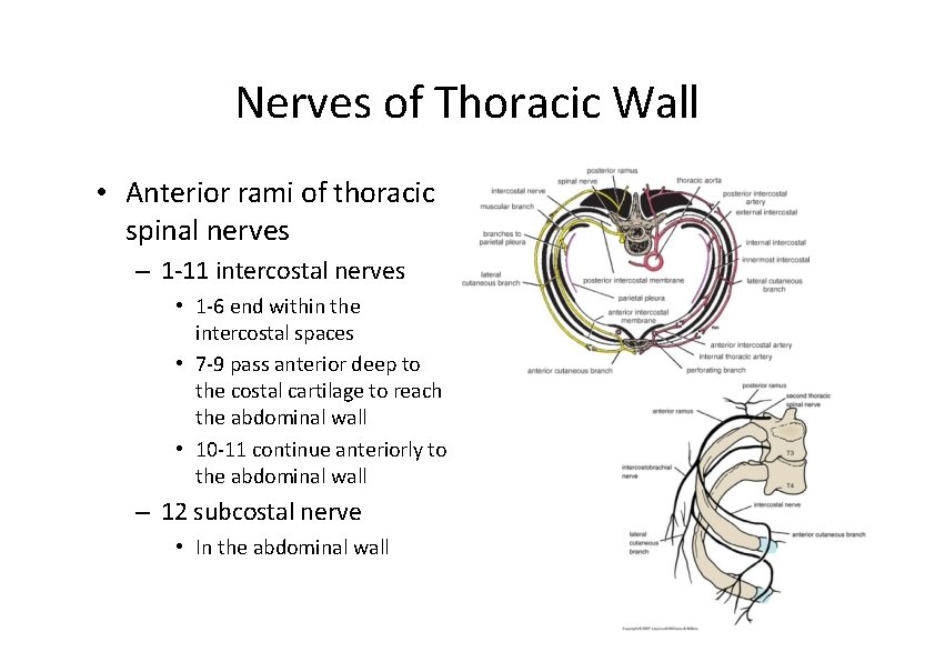 Nerves of Thoracic Wall • Anterior rami of thoracic spinal nerves – 1‐ 11