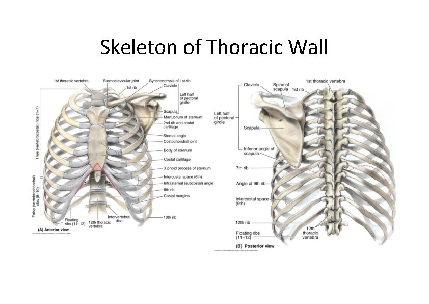 Skeleton of Thoracic Wall 