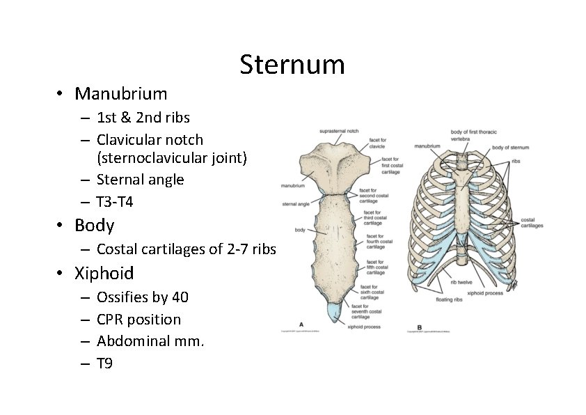  • Manubrium Sternum – 1 st & 2 nd ribs – Clavicular notch