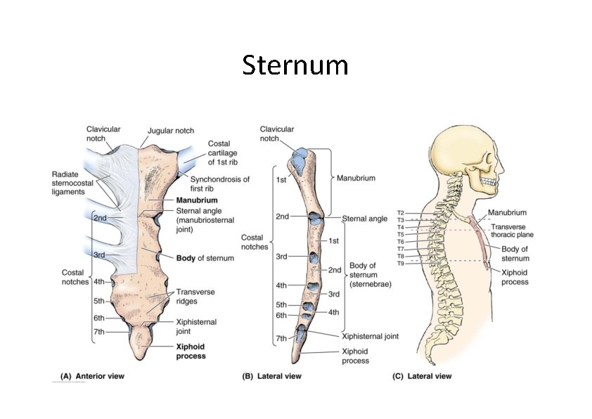 Sternum 