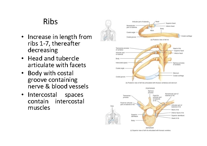 Ribs • Increase in length from ribs 1‐ 7, thereafter decreasing • Head and