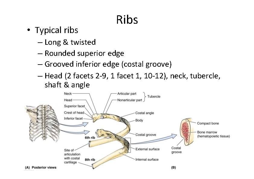  • Typical ribs Ribs – Long & twisted – Rounded superior edge –