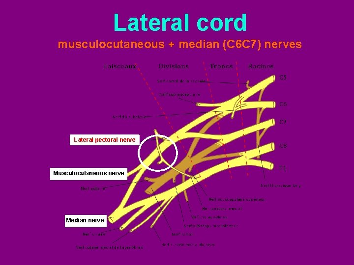 Lateral cord musculocutaneous + median (C 6 C 7) nerves Lateral pectoral nerve Musculocutaneous