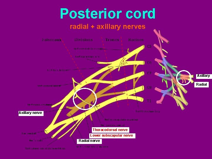 Posterior cord radial + axillary nerves Axillary Radial Axillary nerve Thoracodorsal nerve Lower subscapular