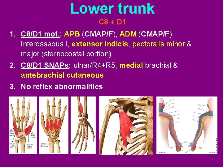 Lower trunk C 8 + D 1 1. C 8/D 1 mot. : APB