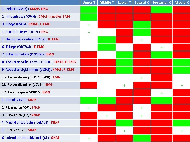 Upper T Middle T Lower T Lateral C Posterior C Medial C 1. Deltoid
