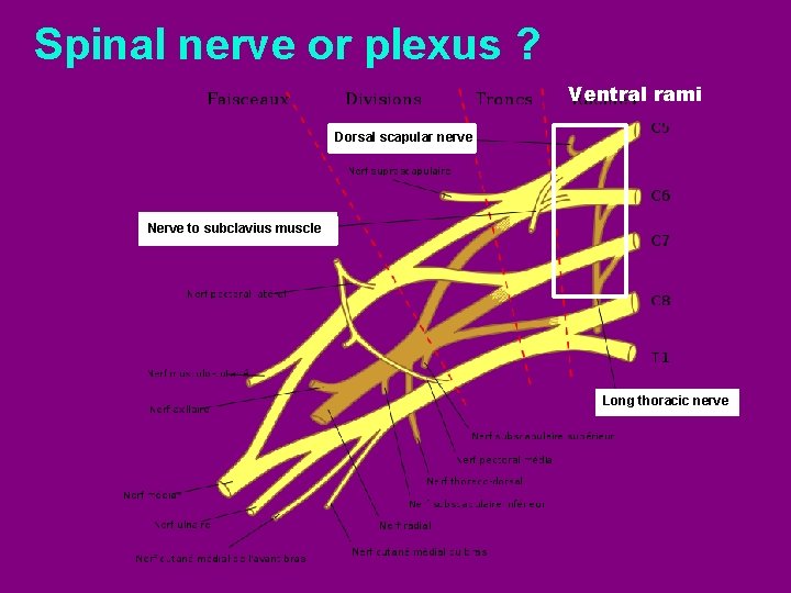 Spinal nerve or plexus ? Ventral rami Dorsal scapular nerve Nerve to subclavius muscle