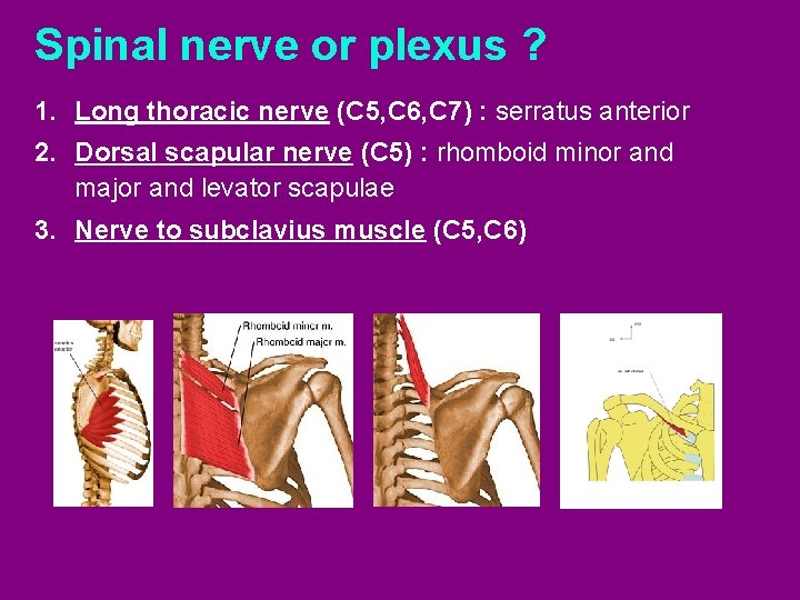 Spinal nerve or plexus ? 1. Long thoracic nerve (C 5, C 6, C