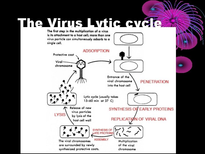 The Virus Lytic cycle 