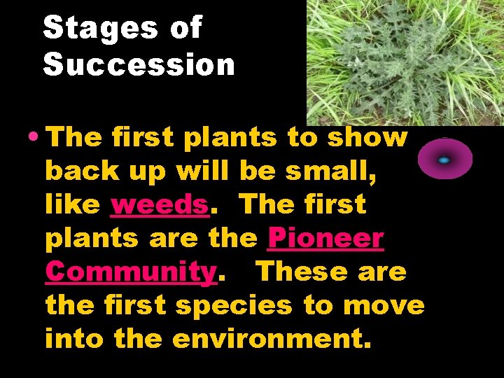 Stages of Succession • The first plants to show back up will be small,