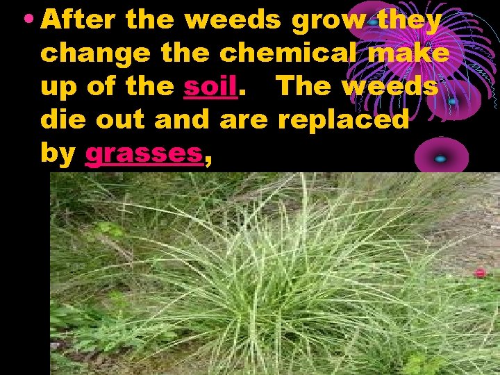  • After the weeds grow they change the chemical make up of the