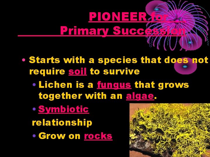 PIONEER for Primary Succession • Starts with a species that does not require soil