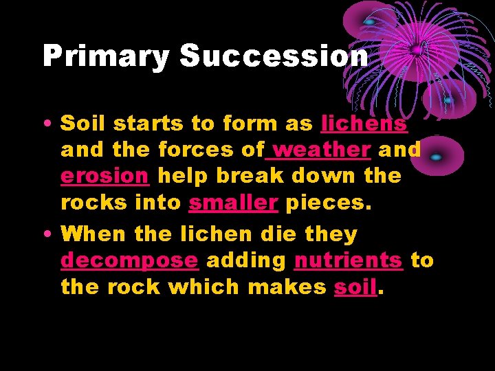 Primary Succession • Soil starts to form as lichens and the forces of weather