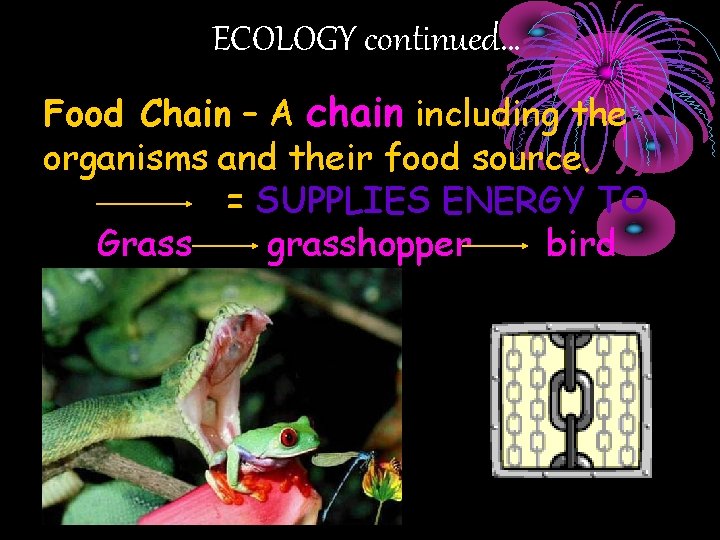 ECOLOGY continued… Food Chain – A chain including the organisms and their food source.