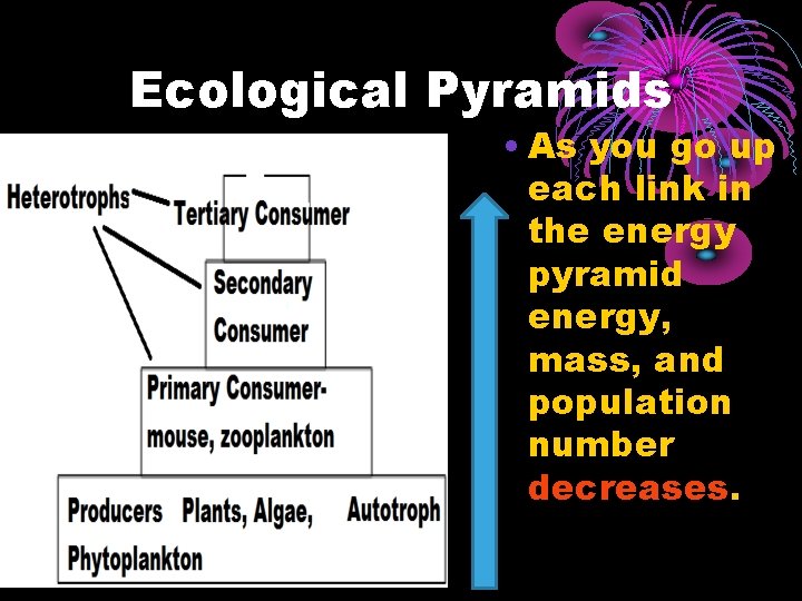 Ecological Pyramids • As you go up each link in the energy pyramid energy,