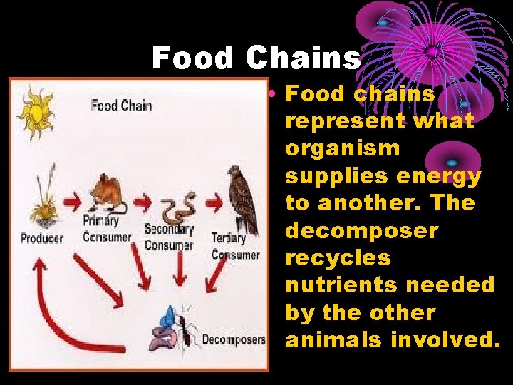 Food Chains • Food chains represent what organism supplies energy to another. The decomposer