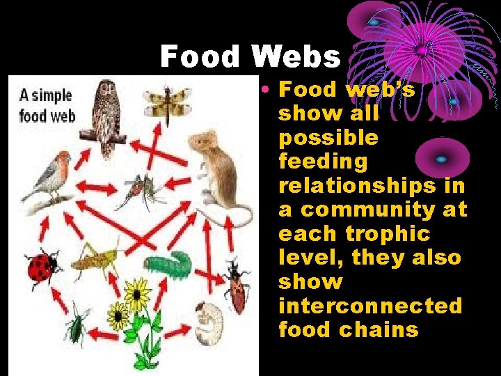 Food Webs • Food web’s show all possible feeding relationships in a community at