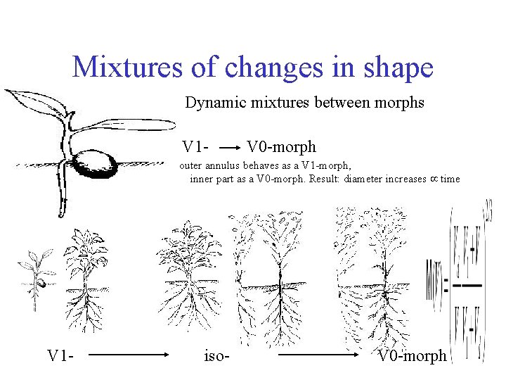 Mixtures of changes in shape Dynamic mixtures between morphs V 1 - V 0