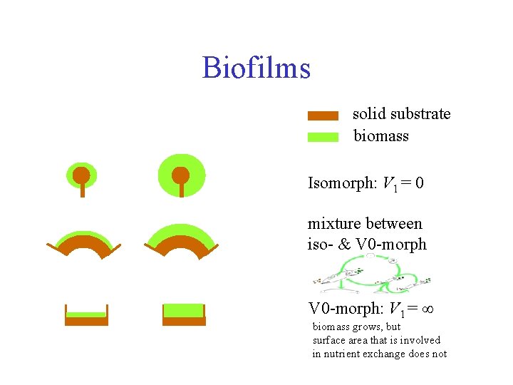 Biofilms solid substrate biomass Isomorph: V 1 = 0 mixture between iso- & V