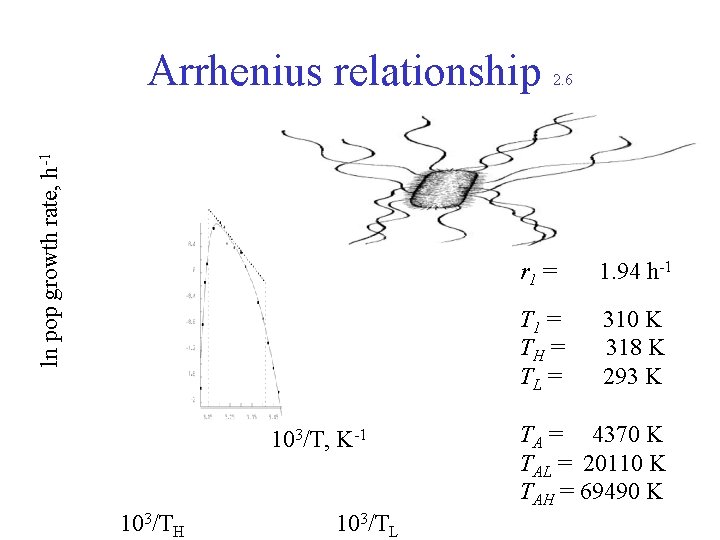 ln pop growth rate, h-1 Arrhenius relationship 103/T, K-1 103/TH 103/TL 2. 6 r