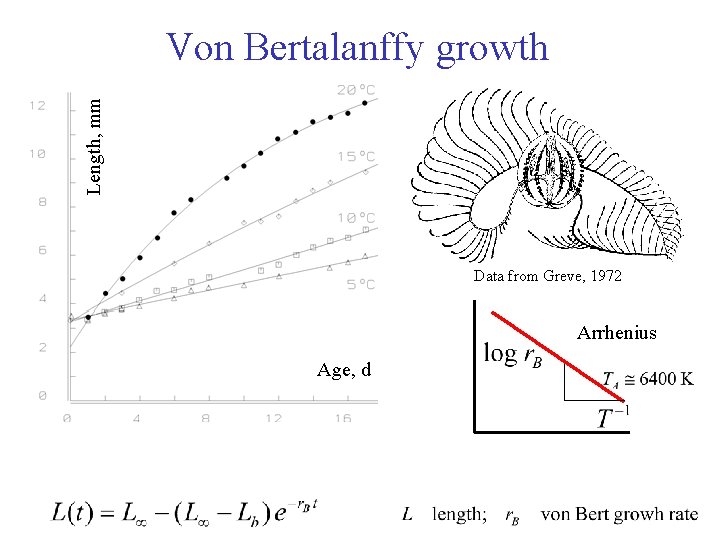 Length, mm Von Bertalanffy growth Data from Greve, 1972 Arrhenius Age, d 