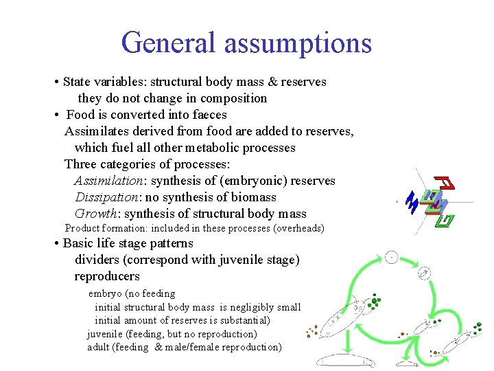 General assumptions • State variables: structural body mass & reserves they do not change