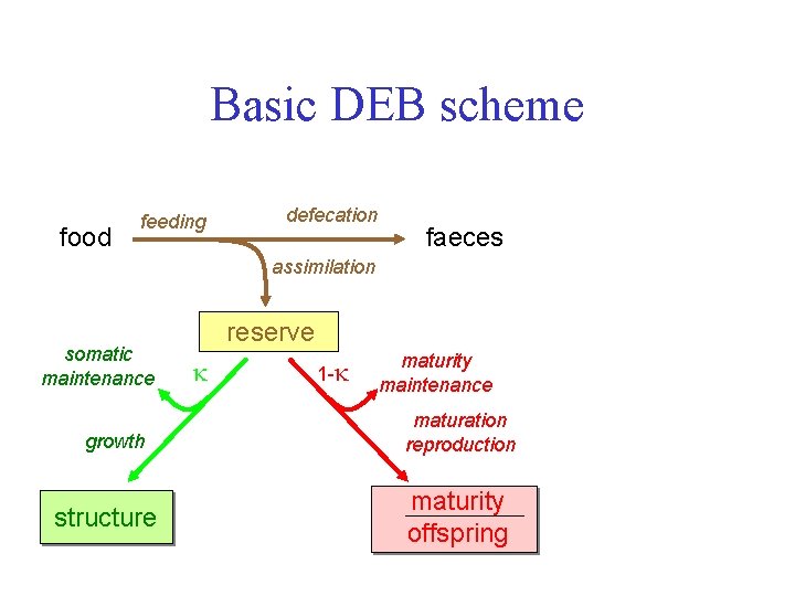 Basic DEB scheme food feeding defecation faeces assimilation somatic maintenance growth structure reserve 1