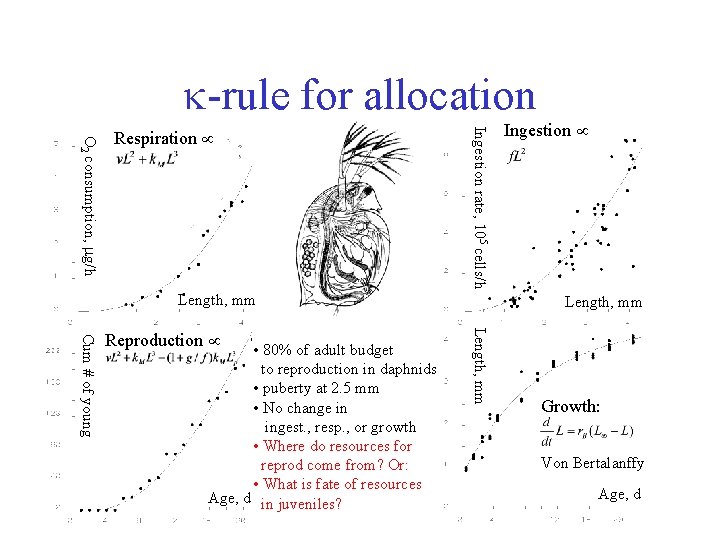  -rule for allocation Ingestion rate, 105 cells/h O 2 consumption, g/h Respiration Length,