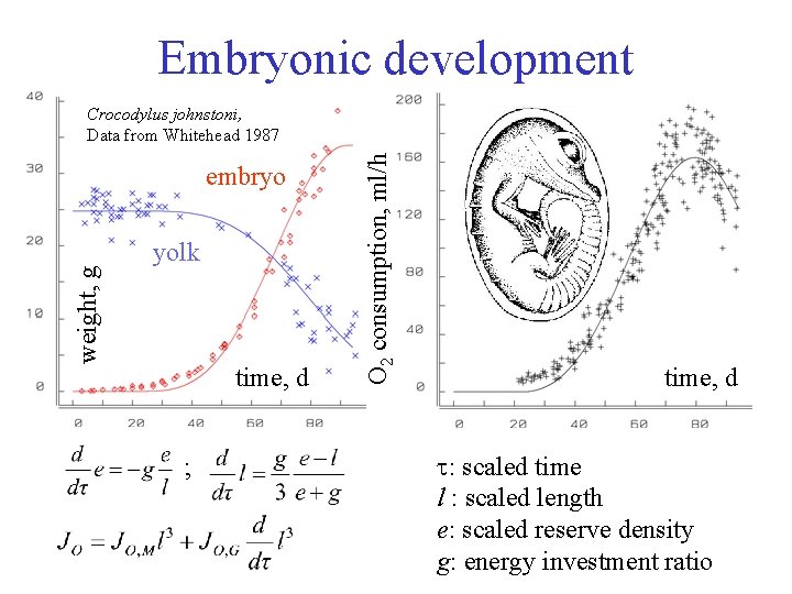 Embryonic development weight, g embryo yolk time, d ; O 2 consumption, ml/h Crocodylus