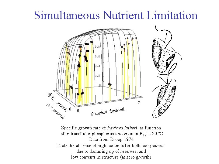 Simultaneous Nutrient Limitation B 12 10 - 21 co nte mo l/c e nt,