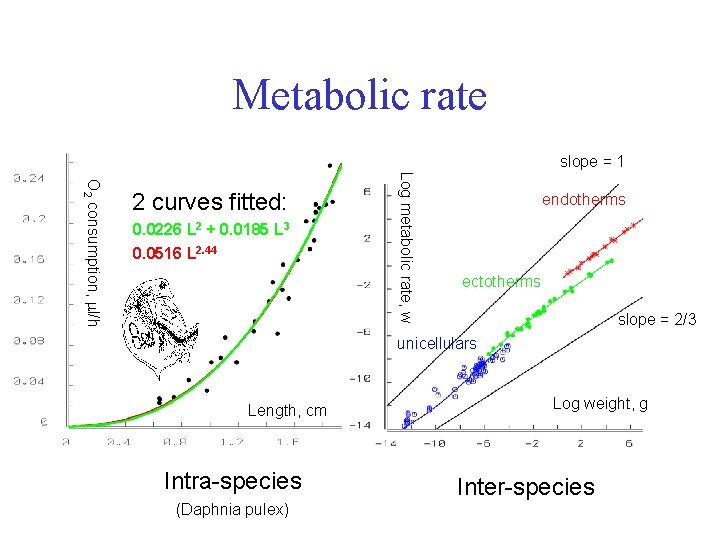 Metabolic rate slope = 1 0. 0226 L 2 + 0. 0185 L 3