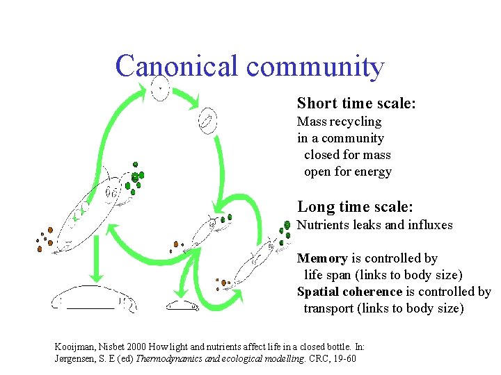 Canonical community Short time scale: Mass recycling in a community closed for mass open