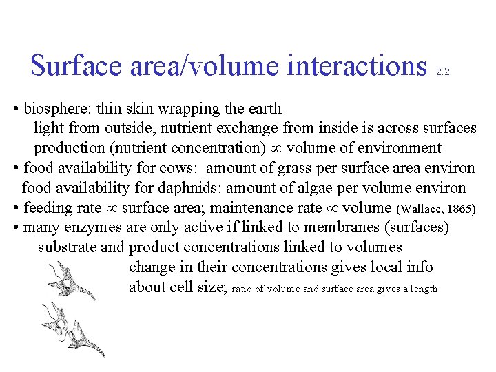 Surface area/volume interactions 2. 2 • biosphere: thin skin wrapping the earth light from