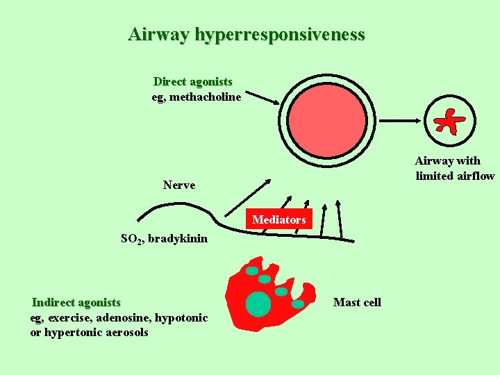 Airway hyperresponsiveness Direct agonists eg, methacholine Airway with limited airflow Nerve Mediators SO 2,