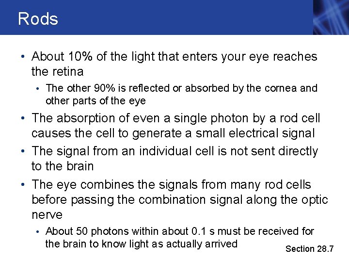 Rods • About 10% of the light that enters your eye reaches the retina Rods • About 10% of the light that enters your eye reaches the retina