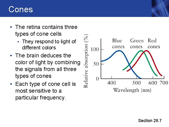 Cones • The retina contains three types of cone cells • They respond to Cones • The retina contains three types of cone cells • They respond to