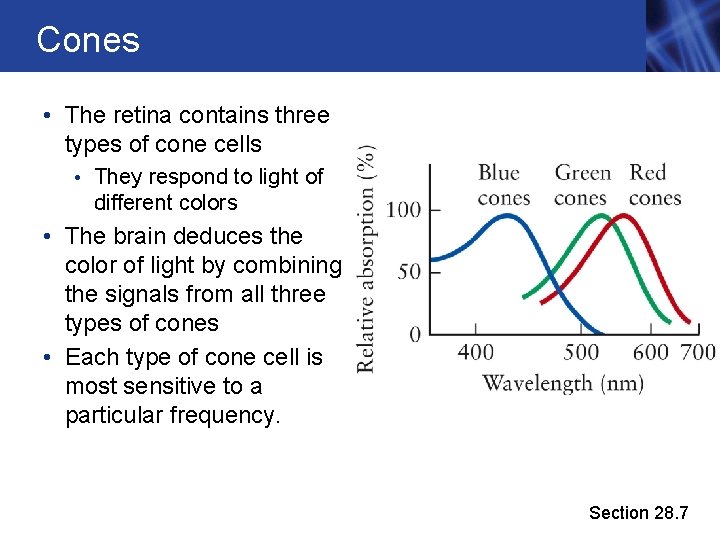 Cones • The retina contains three types of cone cells • They respond to