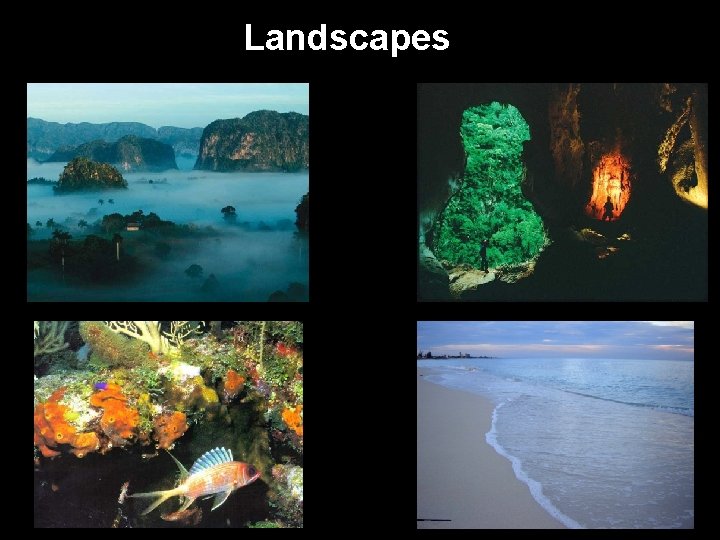 Landscapes 