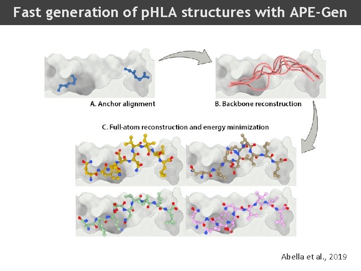 Fast generation of p. HLA structures with APE-Gen Abella et al. , 2019 