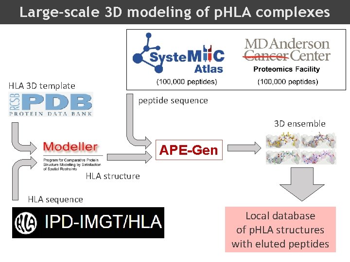 Large-scale 3 D modeling of p. HLA complexes HLA 3 D template peptide sequence