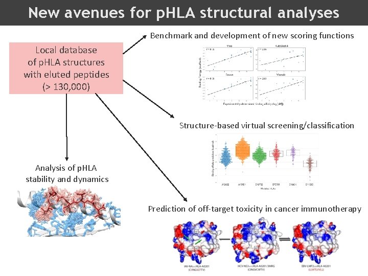New avenues for p. HLA structural analyses Benchmark and development of new scoring functions