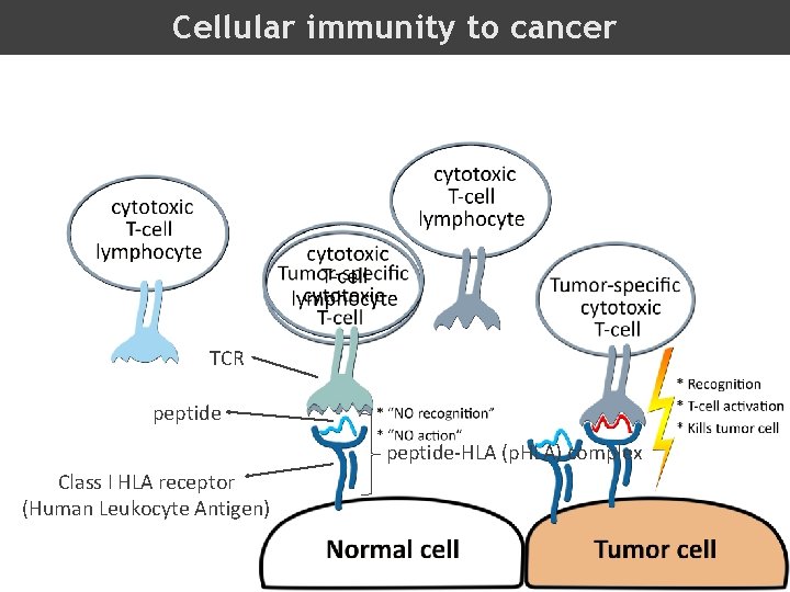Cellular immunity to cancer TCR peptide-HLA (p. HLA) complex Class I HLA receptor (Human